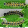 nymp polychloros larva5 volg